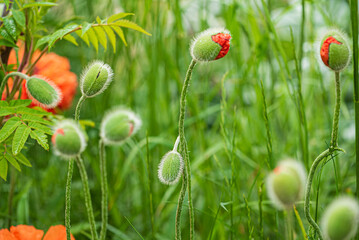 poppy flowers in the garden