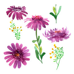 Hand painted in watercolor, chrysanthemums set of purple flowers and leaves