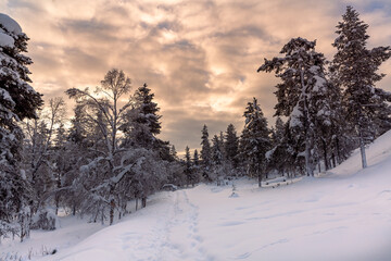 Winter landscape with  frozen trees in winter in Lapland, Finland	
