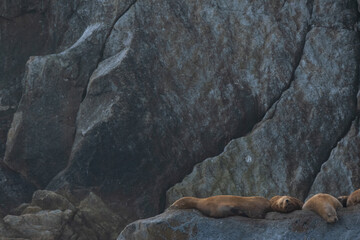 Stellar Sea lions sleeping on the rocky Alaskan coast of the Kenai Penninsula.
