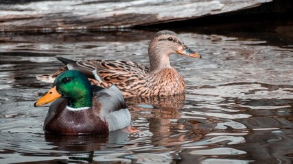 Ducks in a river. Two ducks swimming. Male and female wood duck.