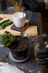Gardener watering kalanchoe seedling in new flower pot. Replanting, planting and taking care of home potted plants concept.