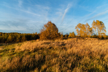 Fototapeta premium autumn landscape with dried grass
