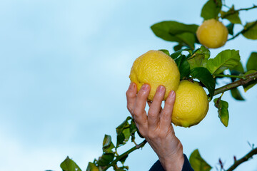 Mano recoge limones del árbol
