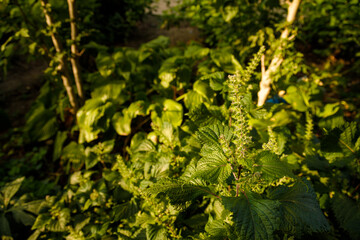 soft focused close up shot of green crop, plant in flowerbed, green texture, natural background
