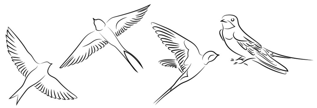 4 Schwalben Kontur Zeichnungen Lineart