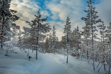 Snowy forest in Lapland, Finland