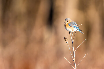 Beautiful Perched Bluebird in Virginia