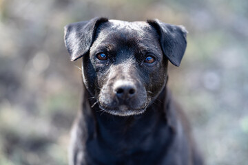 schwarzer Hund sieht erwartungsvoll in die Kamera, im Schatten an einem sonnigen Tag. Schönes...