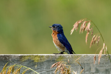 Beautiful Perched Bluebird in Virginia