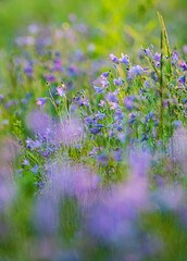 bluebell field with nice flowers