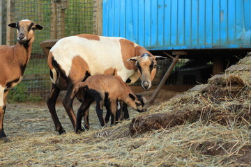 Tiere in der Natur