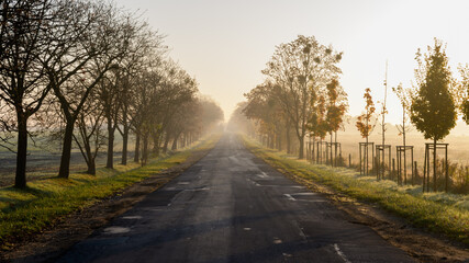 Fototapeta na wymiar European old country road during morning fog.