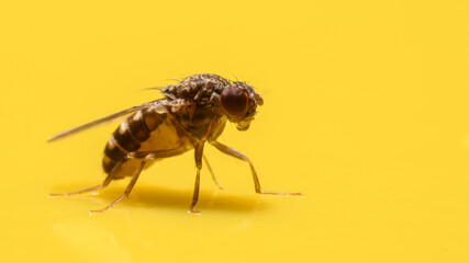 Small Fruit fly caught on yellow flypaper sticky surface.