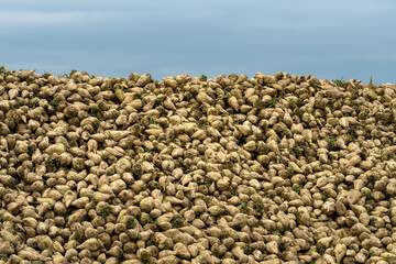 Massive pile of Sugar beets from last year harvest.