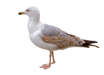 White and grey seagull