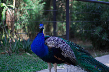 Obraz premium peacock in the park