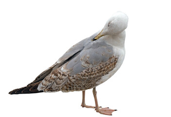 White and grey seagull