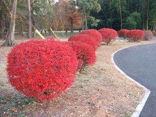 赤く紅葉したどうだんつつじ