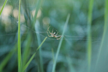 Tiere in der Natur