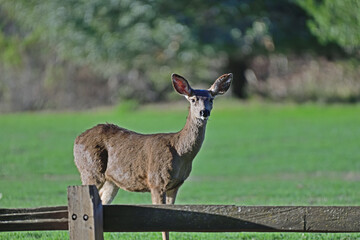 Mule Deer - Odocoileus hemionus
