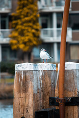 A seagull in the city