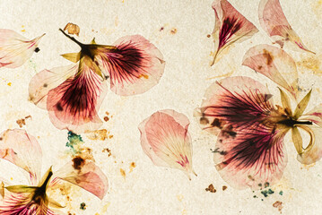 old paper and dried flowers