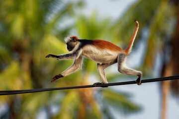 Zanzibar Red Colobus - Piliocolobus kirkii monkey endemic to Unguja, main island of Zanzibar Archipelago, off the coast of Tanzania, also known as Kirks red colobus, climbing and hanging