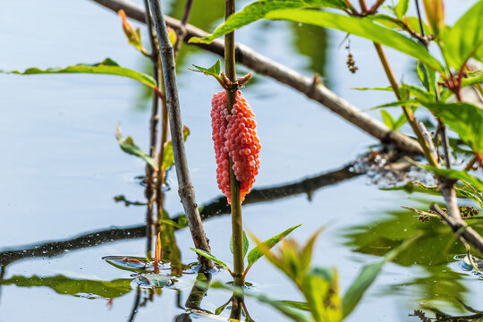 Pink eggs of the island apple snail (Pomacea maculata), an invasive species, on a branch in a lake - Long Key Natural Area, Davie, Florida, USA