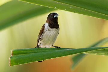 Bronze Munia - Lonchura cucullata or Bronze Mannikin small passerine bird of the Afrotropics, very social estrildid finch in much of Africa south of the Sahara Desert. On the palm