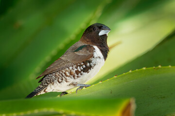Bronze Munia - Lonchura cucullata or Bronze Mannikin small passerine bird of the Afrotropics, very social estrildid finch in much of Africa south of the Sahara Desert. On the palm