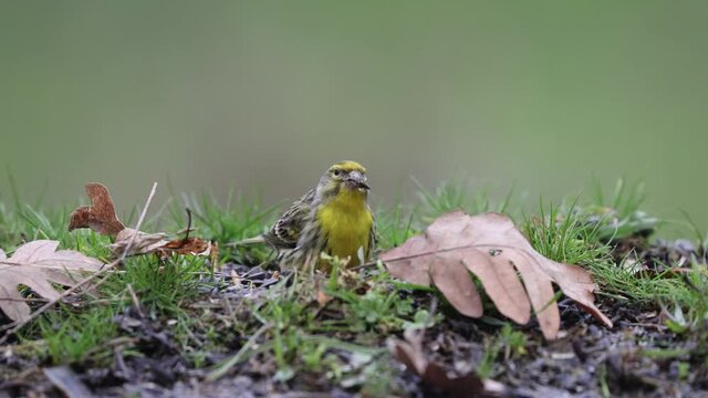 A male European serin (Serinus serinus) in the forest