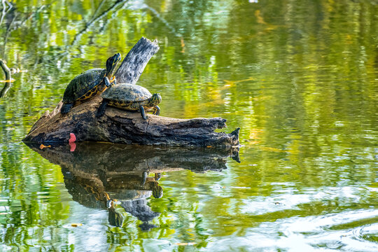 Two Florida cooter turtles a.k.a. coastal plain cooters (Pseudemys concinna floridana) on a log in a green lake - Long Key Natural Area, Davie, Florida, USA
