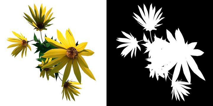 Top view of Plant Flower (small woodland sunflower Helianthus microcephalus 2) Tree png with alpha channel to cutout made with 3D render 