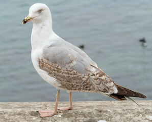 White and grey seagull