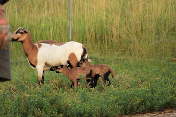 Tiere in der Natur