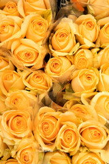 Fototapeta na wymiar close up of yellow roses