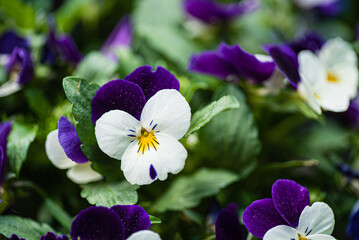 viola flowers in the garden
