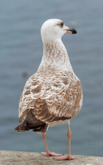 White and grey seagull