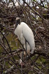 Wood stork in the Florida Everglades