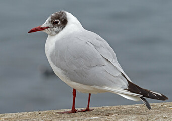 White and grey seagull