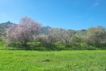 Almond  in flower. North of Gran Canaria. Canary Islands. Spain.
