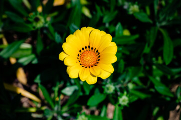 黄色いかわいい花