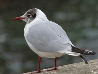 White and grey seagull