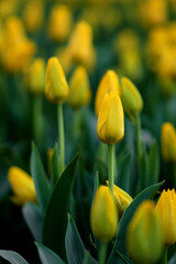 Blooming tulips. Yellow tulips. Spring blooming yellow tulips, floral bokeh background, floral greeting card, selective focus.