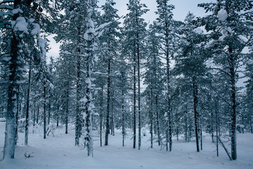 Winter landscape in lapland finland