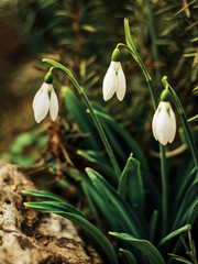White fresh snowdrops flower ( Galanthus ) on green meadow in sunny garden . Easter spring background banner panorama