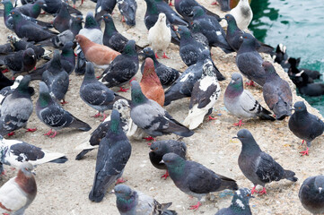 Obraz premium flock of pigeons waiting for food