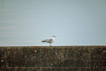 琵琶湖の防波堤にとまるユリカモメ