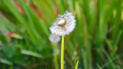 Diente de león en medio del prado